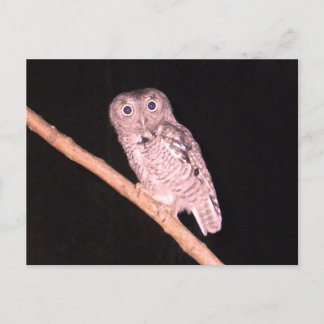 Carte postale hibou