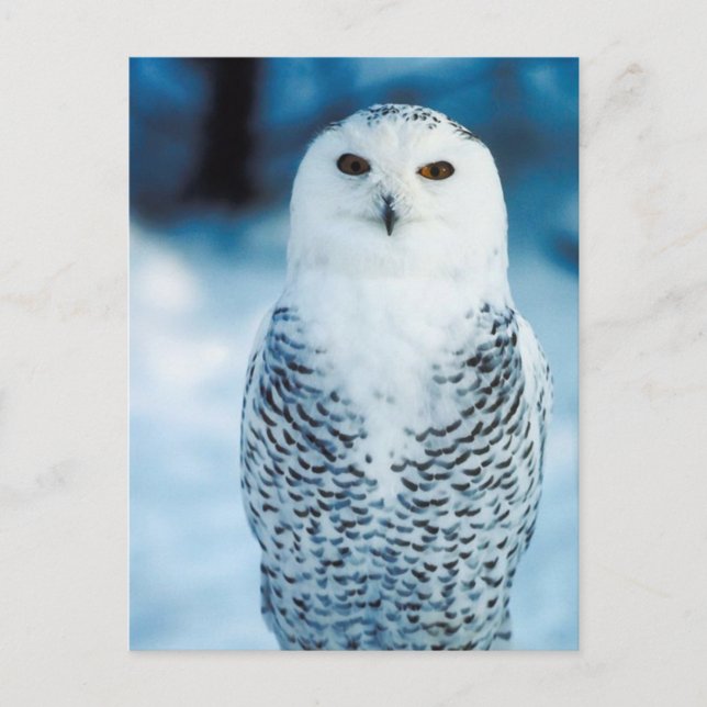 Carte Postale Hibou (Devant)
