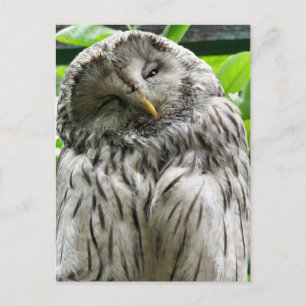 CARTE POSTALE HIBOU