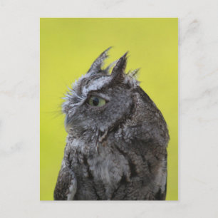 Carte postale hibou