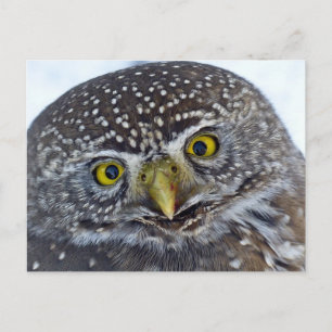 Carte Postale Hibou