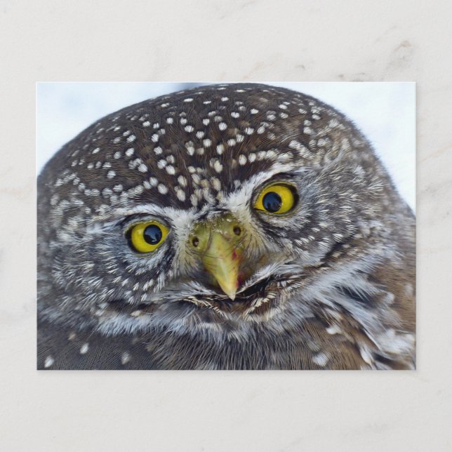 Carte Postale Hibou (Devant)