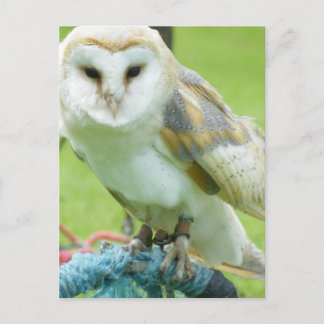 Carte Postale Hibou