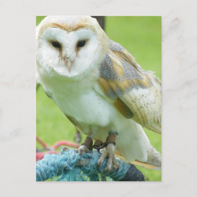 Carte Postale Hibou (Devant)
