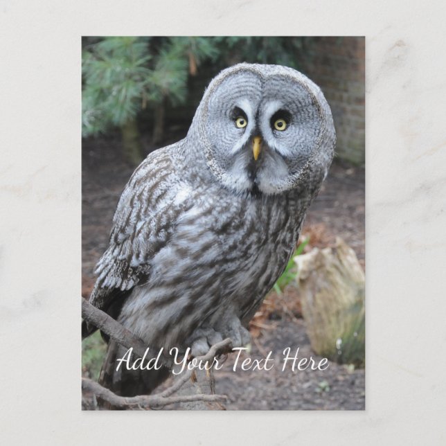 Carte Postale Hibou (Devant)