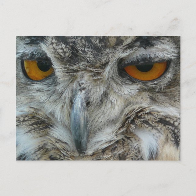 Carte Postale hibou de l'aigle (Devant)