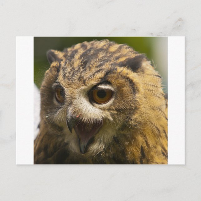 Carte Postale hibou de l'aigle.jpg (Devant)