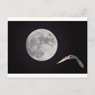 Carte Postale Hibou de nuit