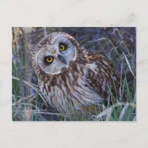 Carte Postale Hibou des marais