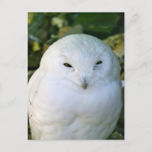 Carte Postale Hibou des neiges