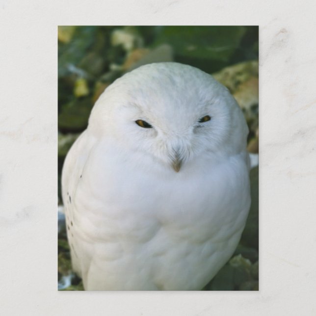 Carte Postale Hibou des neiges (Devant)