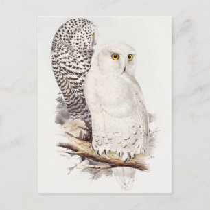 Carte Postale Hibou des neiges (1832–1837) 