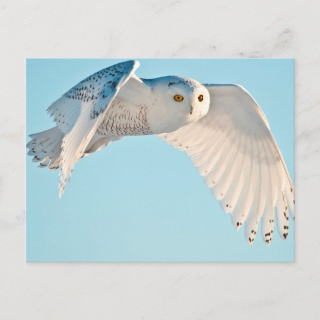 Carte Postale Hibou des neiges en vol (Devant)