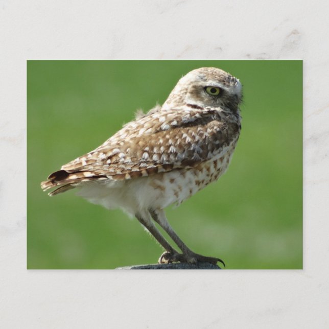 Carte Postale Hibou des terriers (Devant)