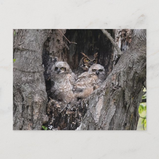 Carte Postale Hibou et owley (Devant)