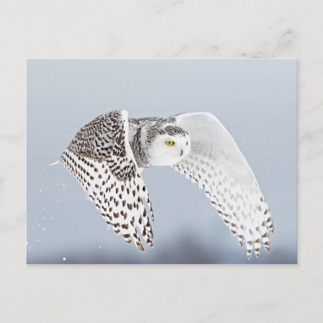 Carte Postale Hibou Harfang des neiges (Devant)