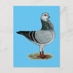 Carte Postale Hibou italien Grizzle Pigeon
