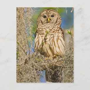 Carte Postale Hibou moyen-duc (Strix varia) perché dans un cyprè