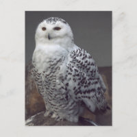 Hibou neigeux