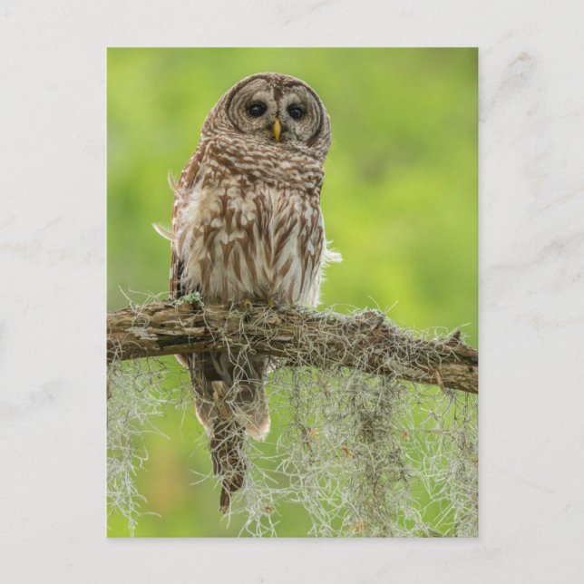 Carte Postale Hibou rayé sur branche d'arbre (Devant)