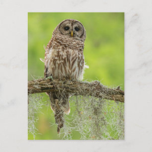 Carte Postale Hibou rayé sur une branche d'arbre