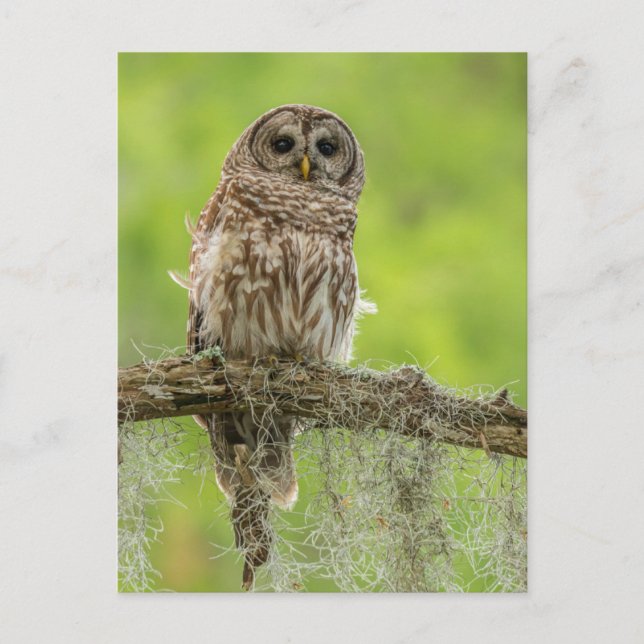 Carte Postale Hibou rayé sur une branche d'arbre (Devant)
