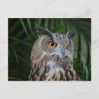 Carte Postale hibou se tournant vers la vue de tête droite oisea