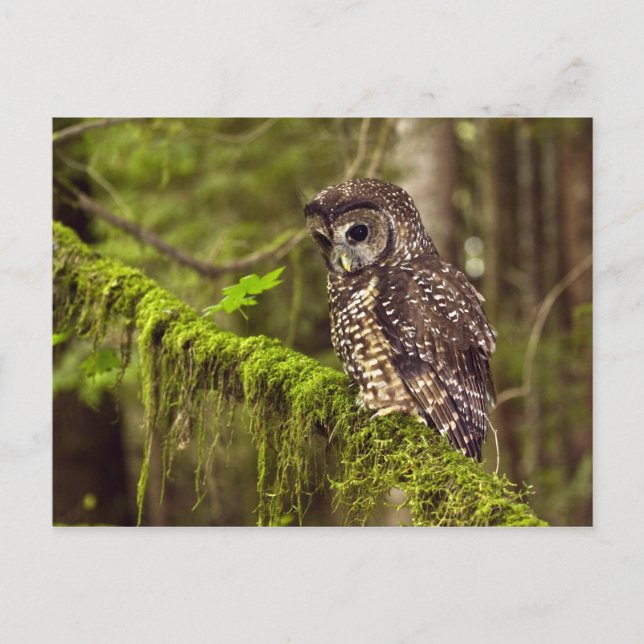 Carte Postale Hibou tacheté du Nord (Strix occidentals caurina) (Devant)