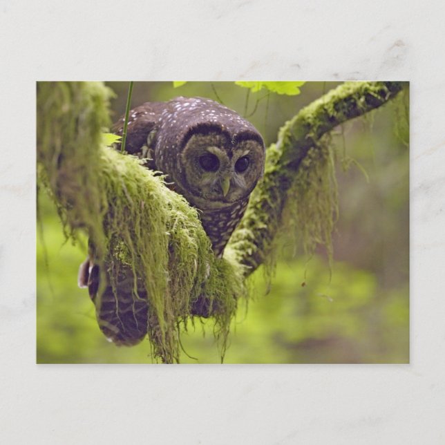 Carte Postale Hibou tacheté Strix occidentals (Devant)