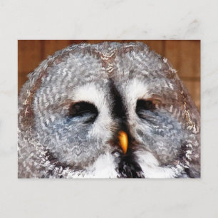 CARTE POSTALE HIBOUX
