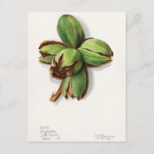 Carte Postale Hickory (Carya) Peinture d'aquarelle aux fruits