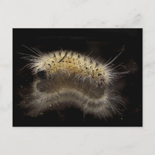 Carte Postale Hickory Tussock Caterpillar