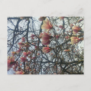 Carte Postale High Park, Toronto Ontario Cherry Blossom 2016
