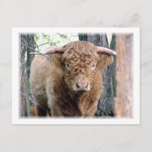 Carte Postale Highland Bull