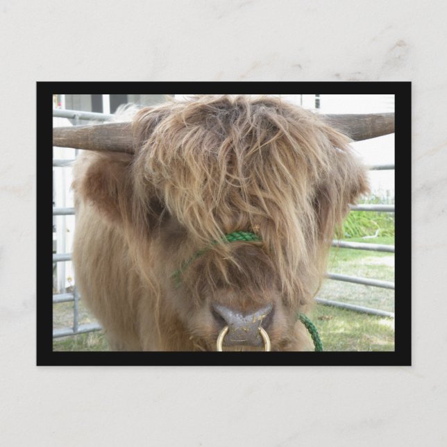 Carte postale Highland Cattle Bull (Devant)