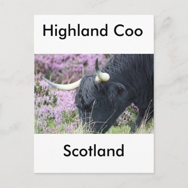 Carte Postale Highland Co (Devant)