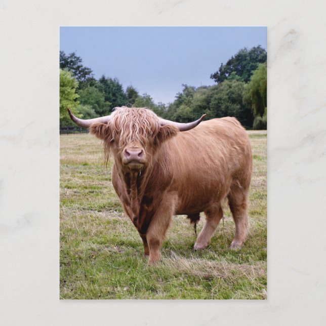 Carte postale Highland Cow (Devant)