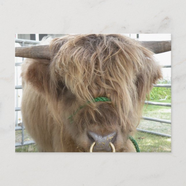 Carte Postale Highland Cow (Devant)
