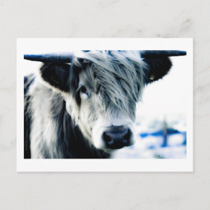 Carte Postale Highland Cow