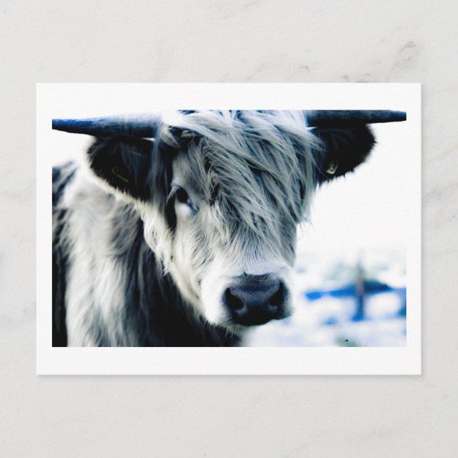 Carte Postale Highland Cow (Devant)