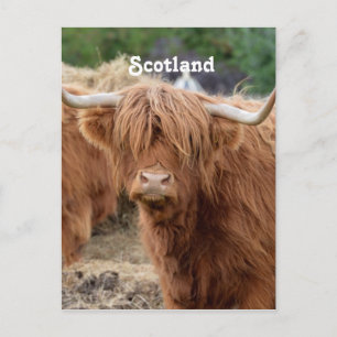 Carte Postale Highland Cow
