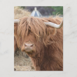 Carte Postale Highland Cow