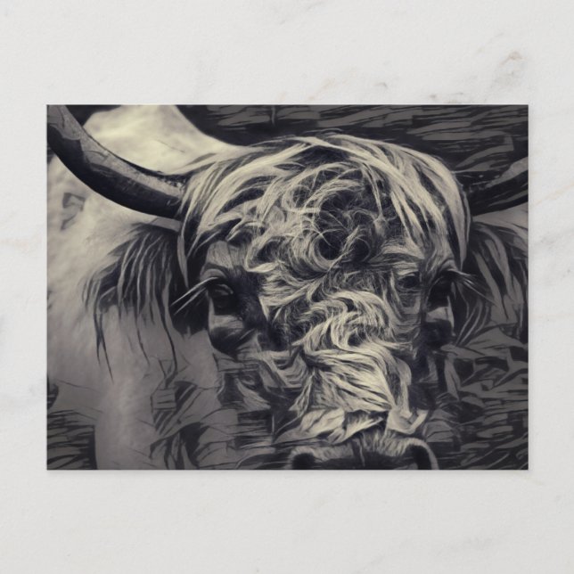 Carte Postale Highland Cow (Devant)
