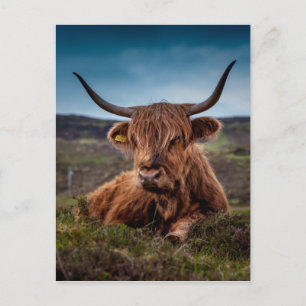 Carte Postale Highland Cow