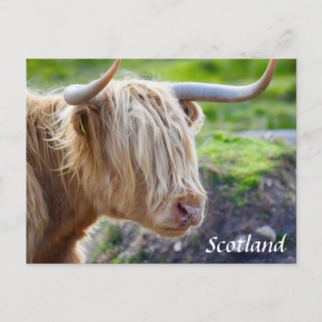 Carte postale Highland Cow Scotland (Devant)