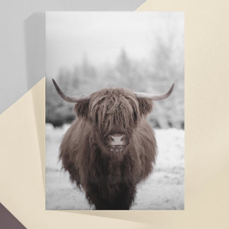 Carte Postale Highland Cow Scotland Russe Farm