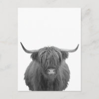 Highland Cow Scotland Russe Noir Blanc