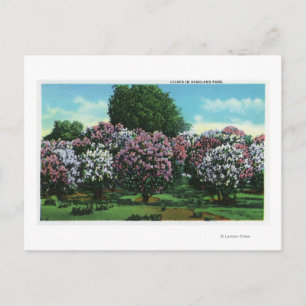 Carte Postale Highland Park Lilacs à Bloom