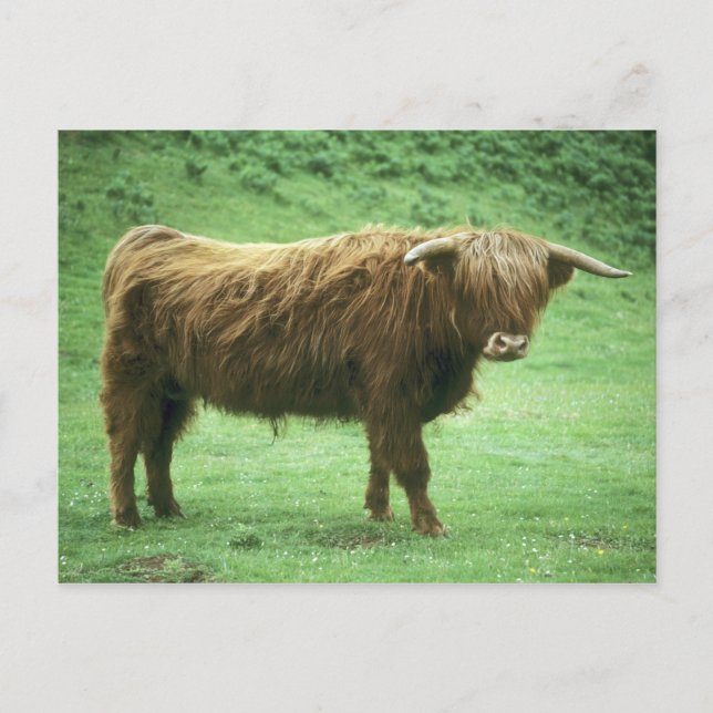 Carte Postale Highland Steer, Île de Mull, Intérieur (Devant)
