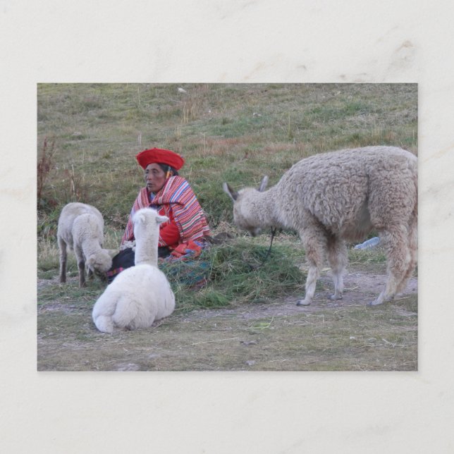 Carte Postale Highlander avec troupeau (Devant)